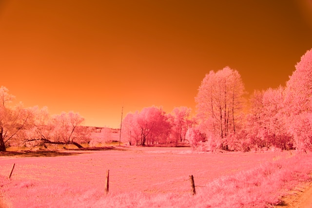 Infrared Photography: A Practical Guide to Capturing IR Photos 1