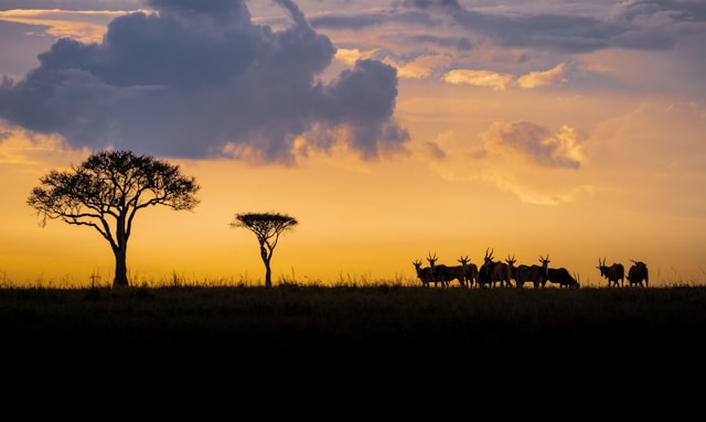 Wildlife Photography in 2026 4 - Blue Bend Photography Wildlife Photography in 2026 3