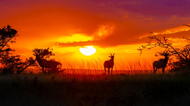 Wildlife Photography in 2026 1
