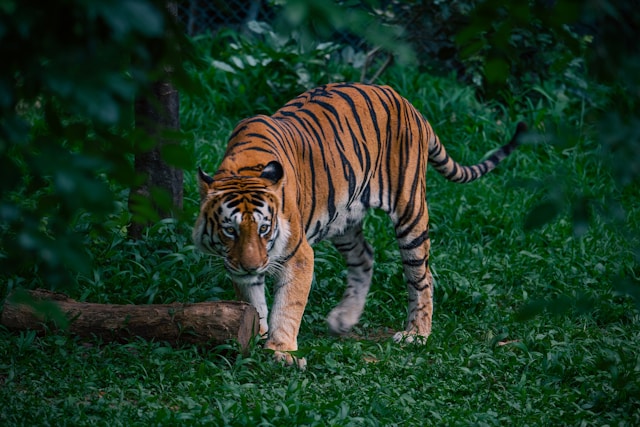 Wildlife Photography in 2026 2 - Blue Bend Photography Wildlife Photography in 2026 1