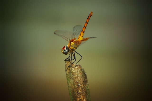 Wildlife Photography in 2026 6 - Blue Bend Photography Wildlife Photography in 2026 5