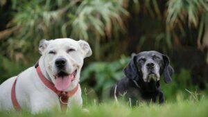 Pet Photography