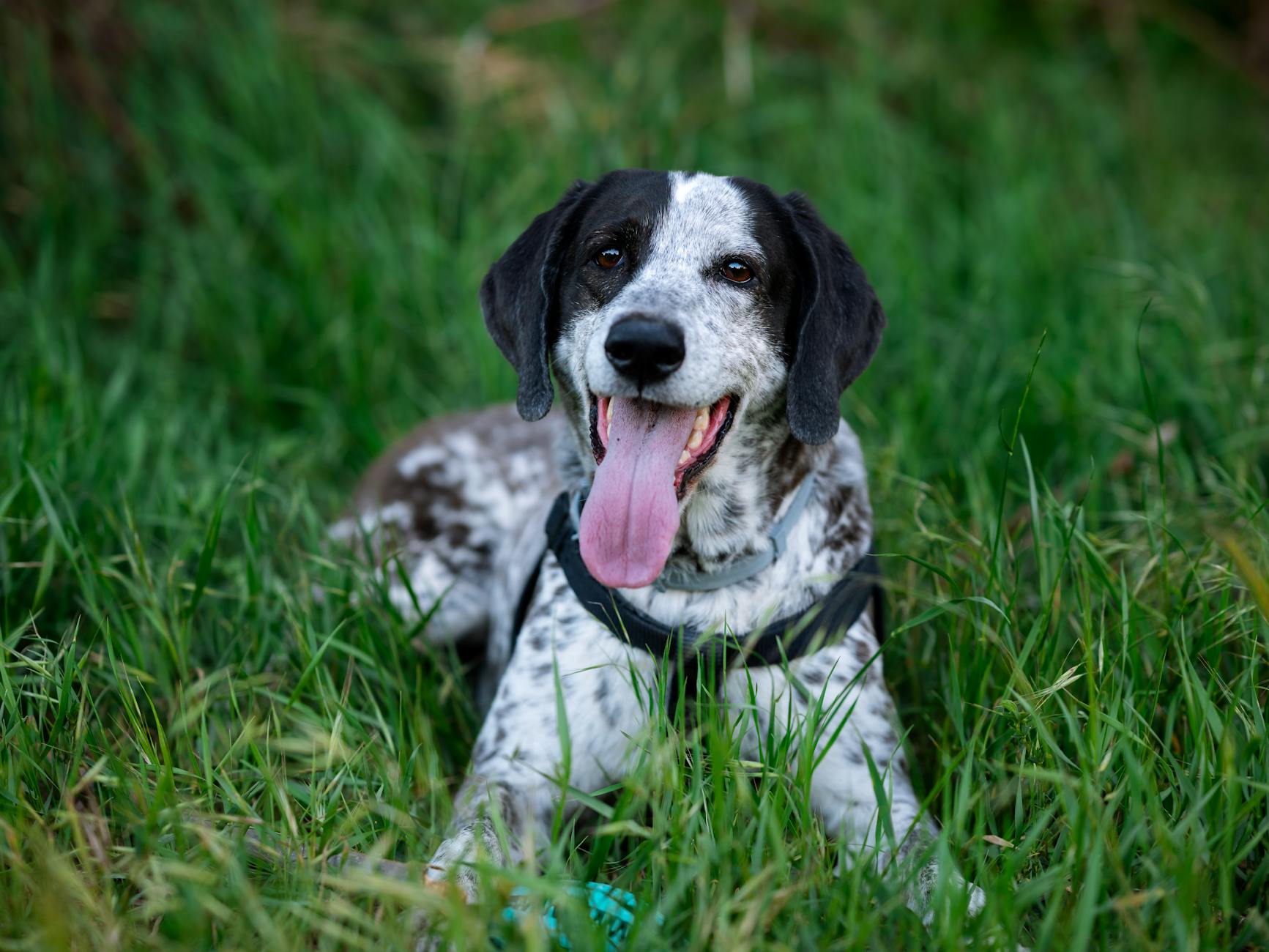 Pet Photography: How to Actually Photograph Dogs (and Cats, and the Rest) 4 - Blue Bend Photography Pet Photography: How to Actually Photograph Dogs (and Cats, and the Rest) 3