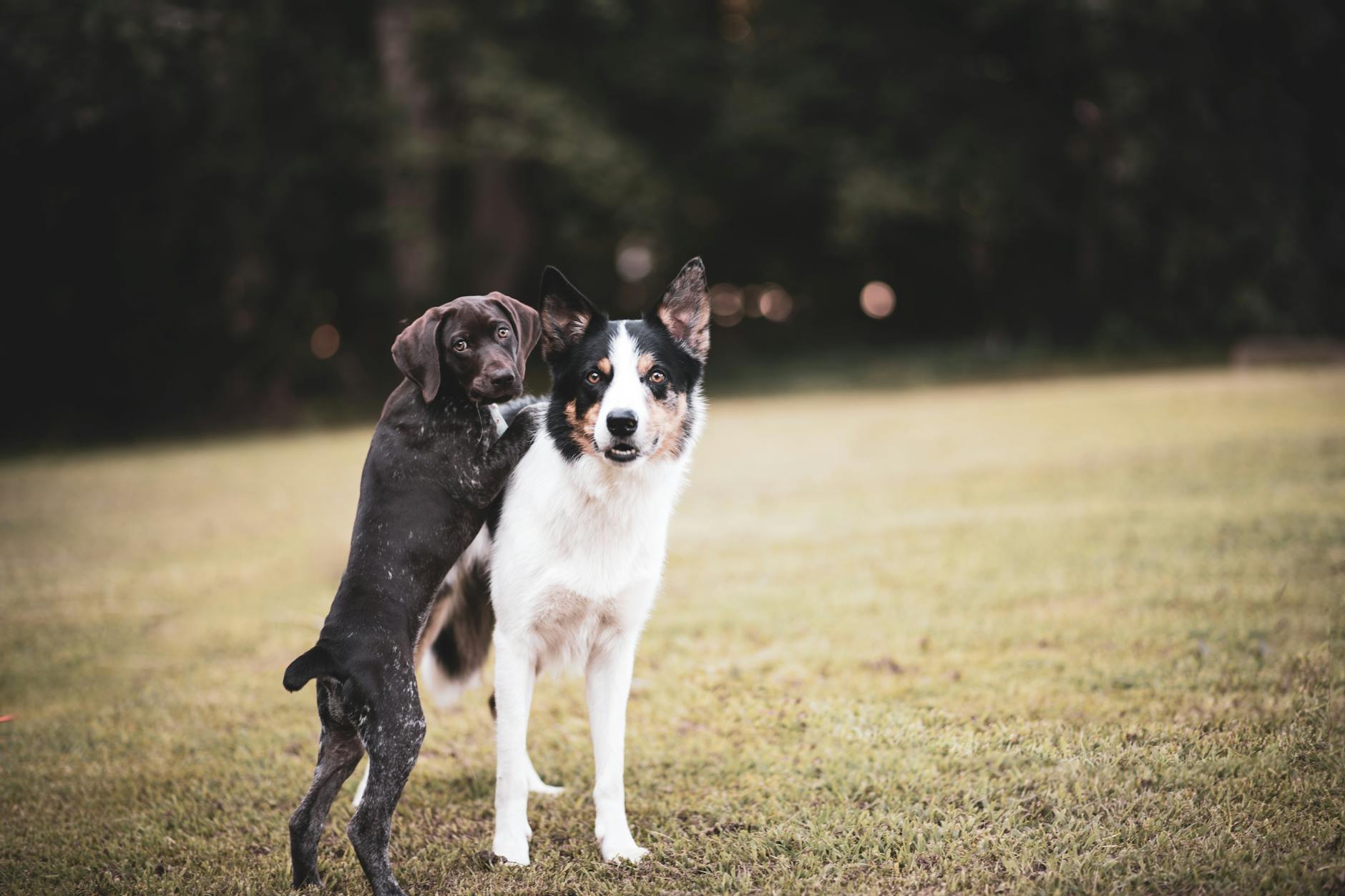 Pet Photography: How to Actually Photograph Dogs (and Cats, and the Rest) 6 - Blue Bend Photography Pet Photography: How to Actually Photograph Dogs (and Cats, and the Rest) 5