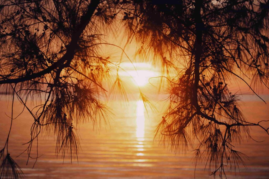 Golden Hour Photography: Tips, Techniques & How to Shoot It Right 1 - Blue Bend Photography Golden hour sunset reflecting on water framed by pine tree silhouettes