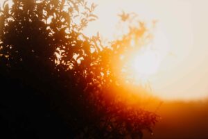 Golden hour sunlight bursting through tree leaves with warm orange glow
