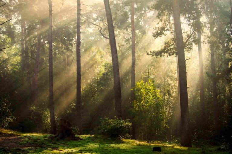 Natural Light Photography Tips: How to Work With the Light You Already Have 1 - Blue Bend Photography Sunbeams streaming through tall pine trees in a misty forest at golden hour